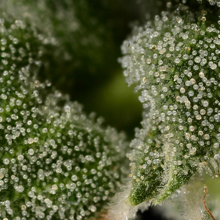 Trichomes
