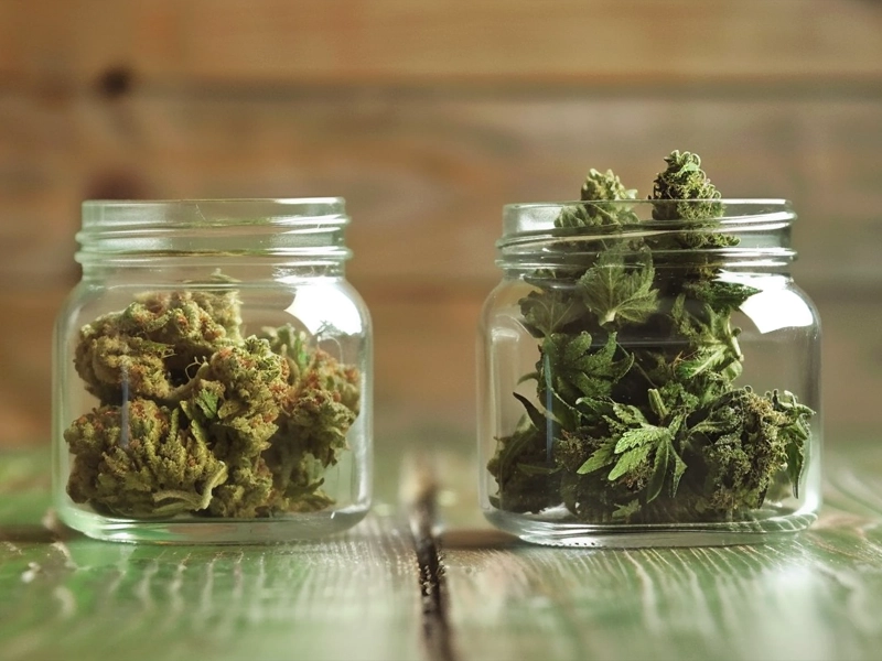 Medical Marijuana vs. Street Marijuana Comprehensive Comparison